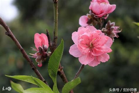 如何招桃花|招桃花是什麼？如何【增加桃花運】100個秘方方法，。